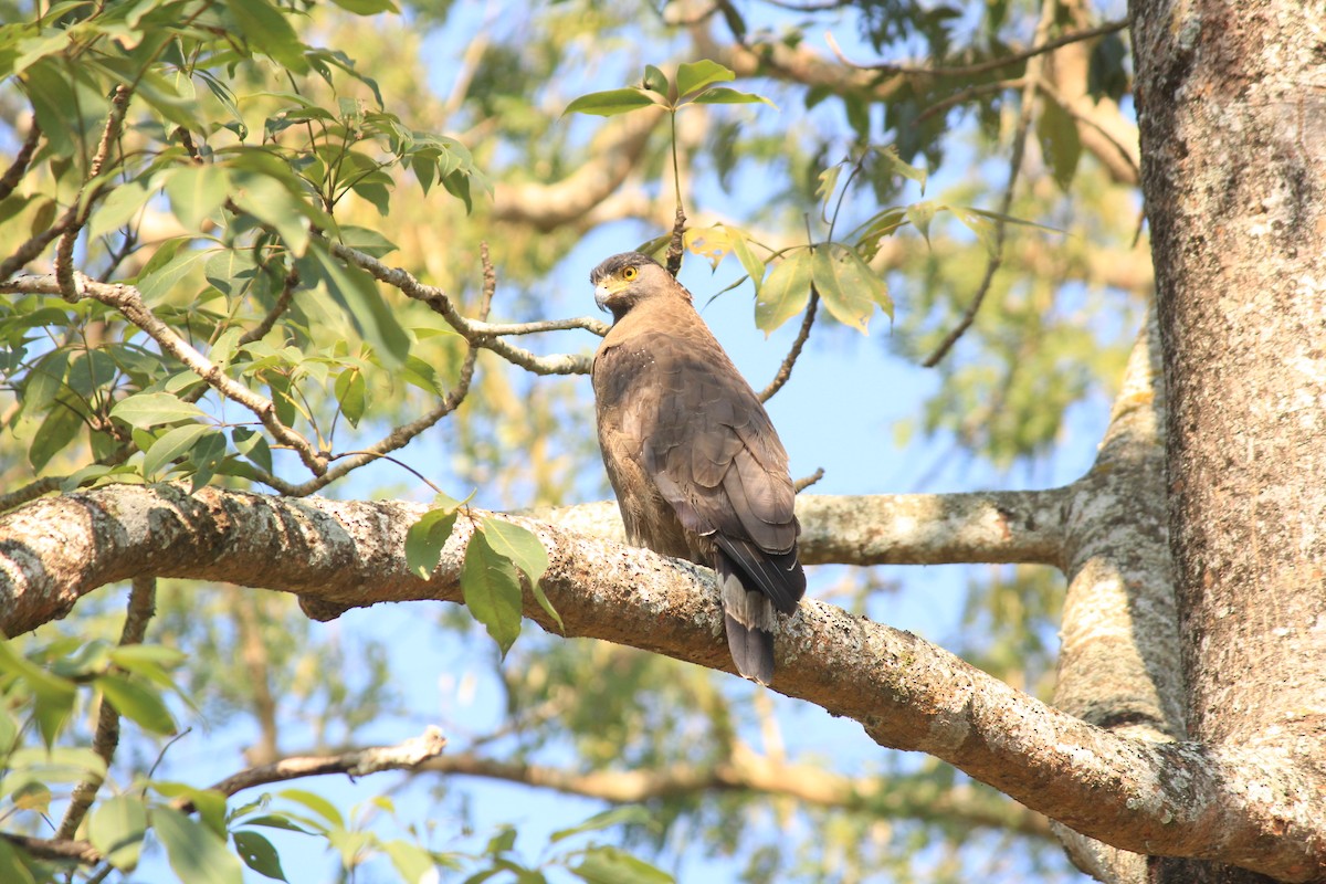 Хохлатый змееяд - ML645545981