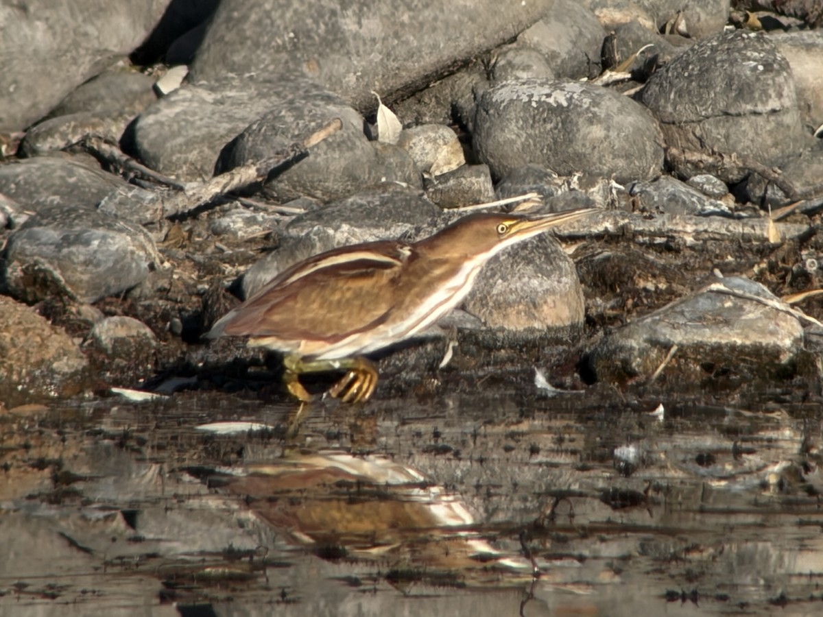 コヨシゴイ - ML645545991