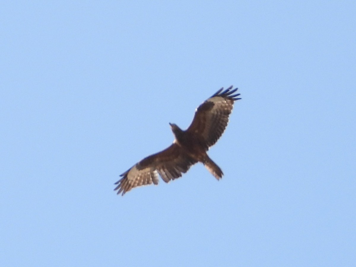 European Honey-buzzard - ML645546002