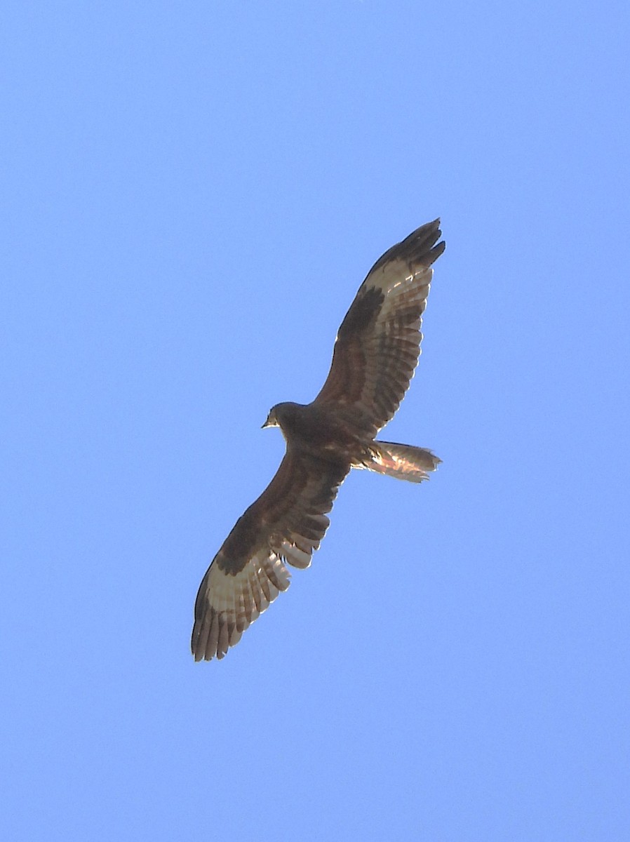 European Honey-buzzard - ML645546003