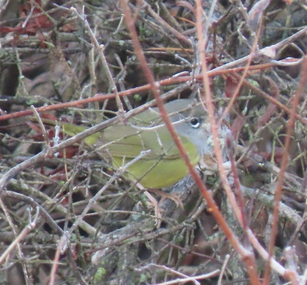 MacGillivray's Warbler - ML645546004