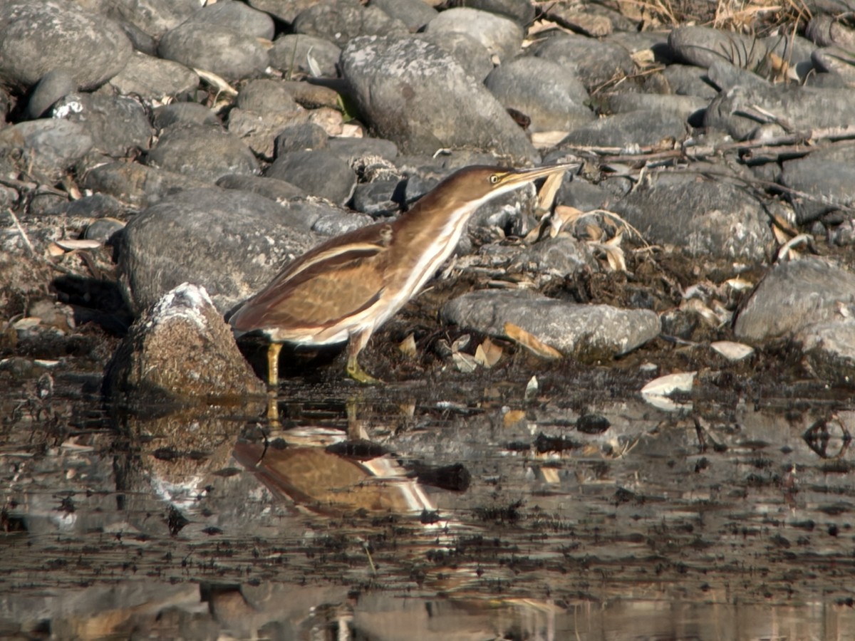 コヨシゴイ - ML645546005