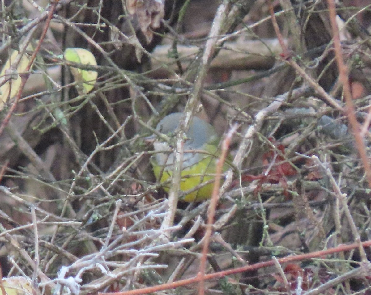 MacGillivray's Warbler - ML645546007