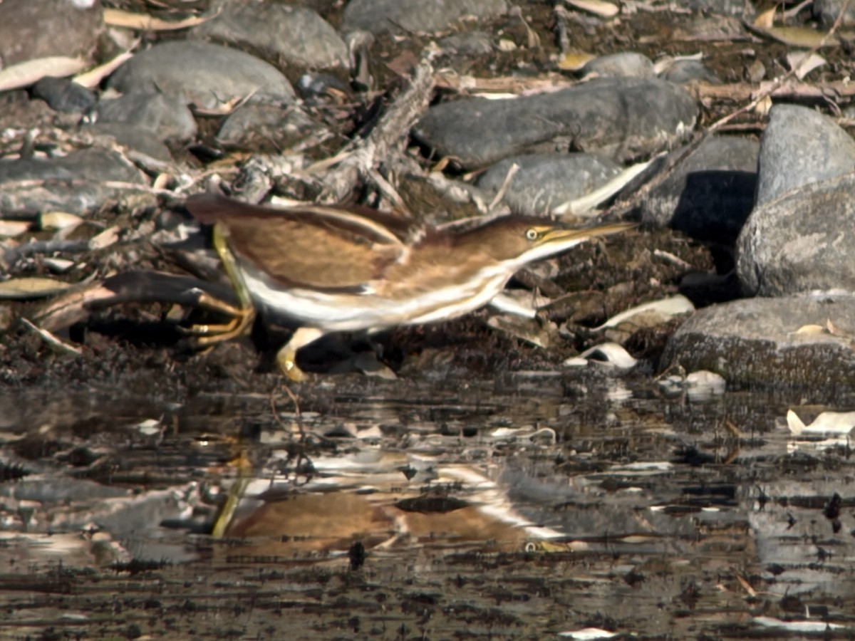 コヨシゴイ - ML645546010