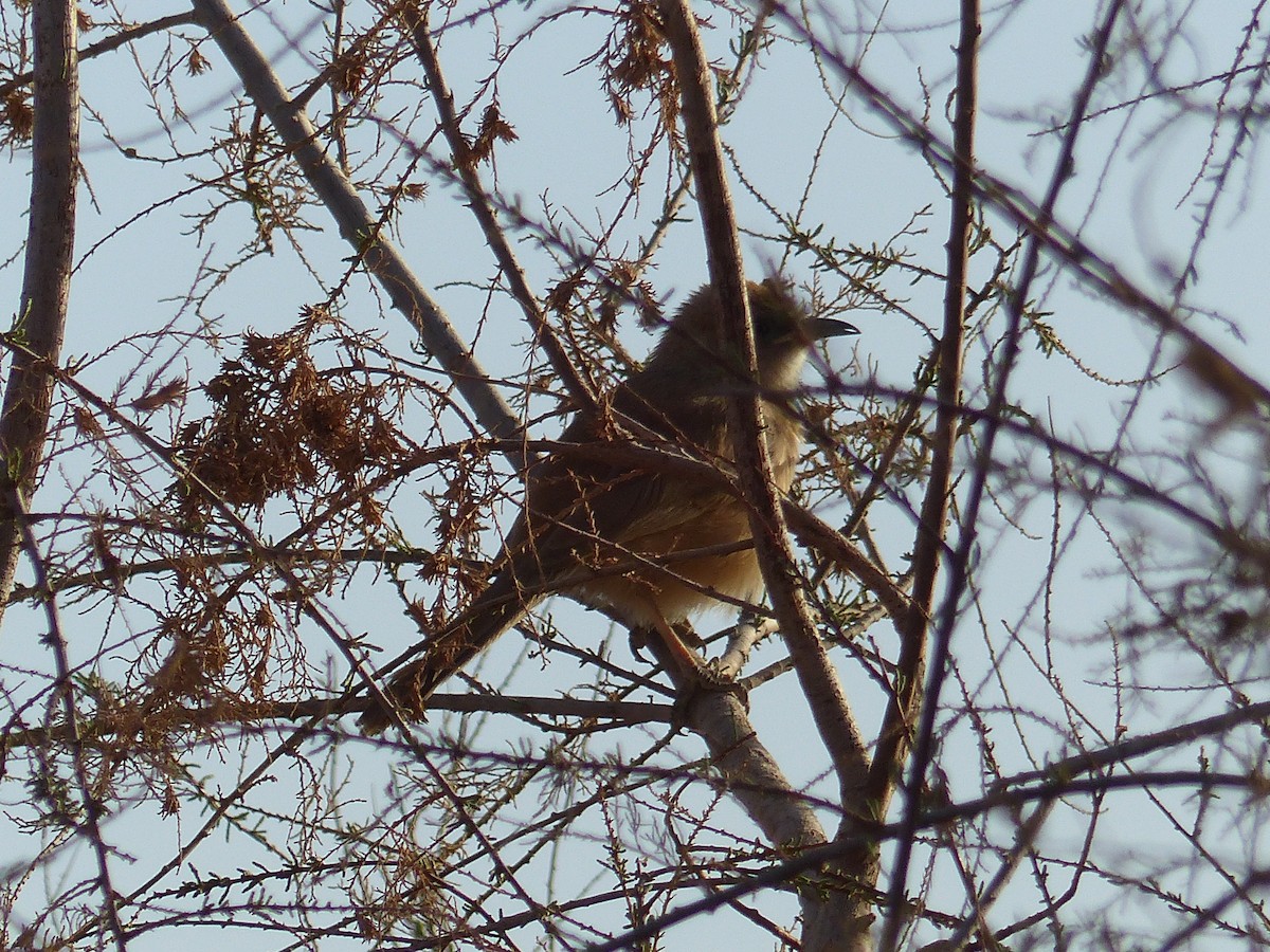 Fulvous Chatterer - ML645546011