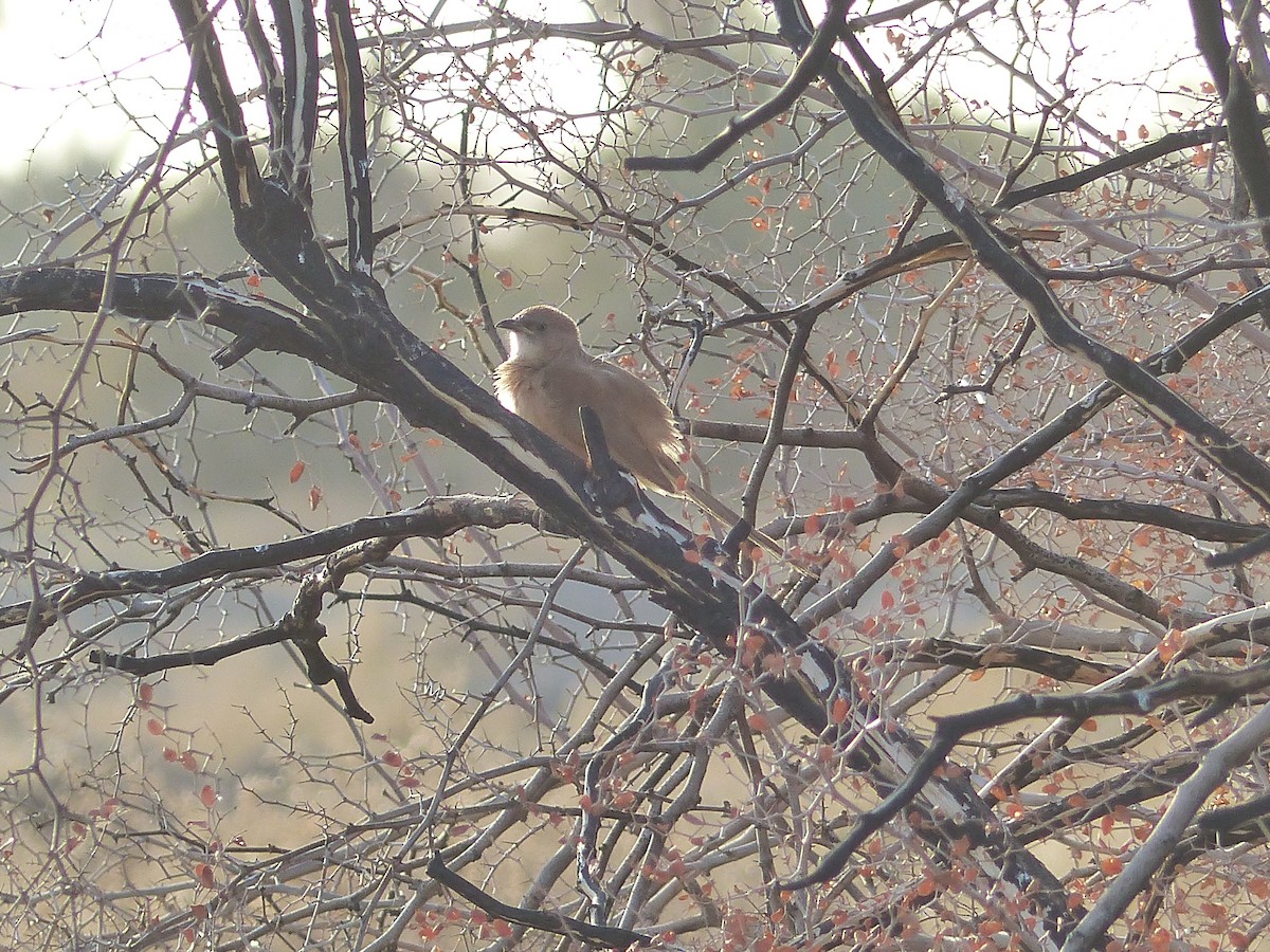 Fulvous Chatterer - ML645546012