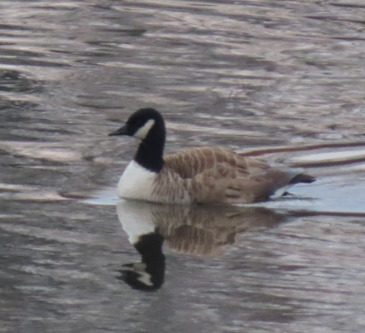 小加拿大雁 - ML645546013