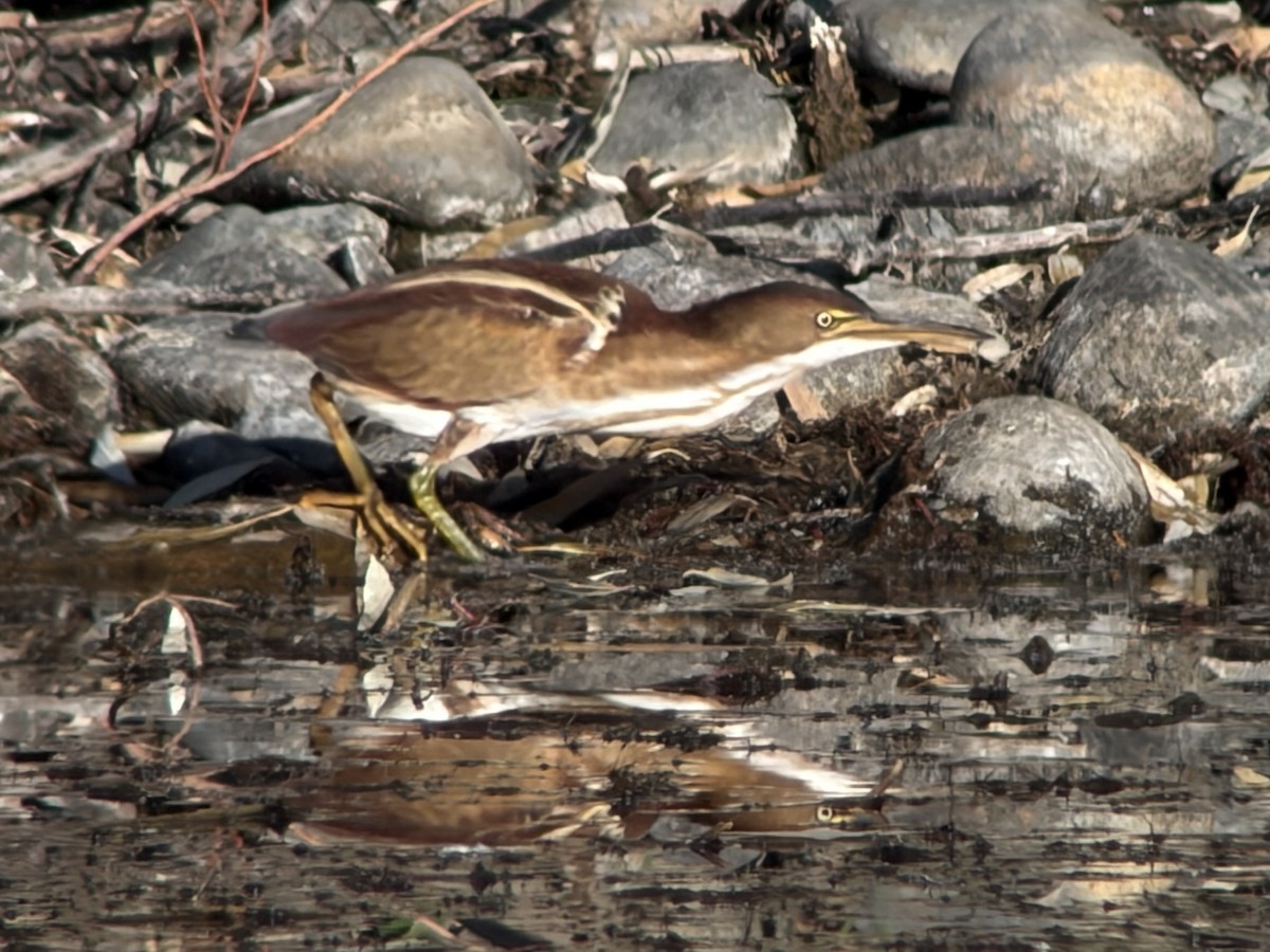 コヨシゴイ - ML645546015