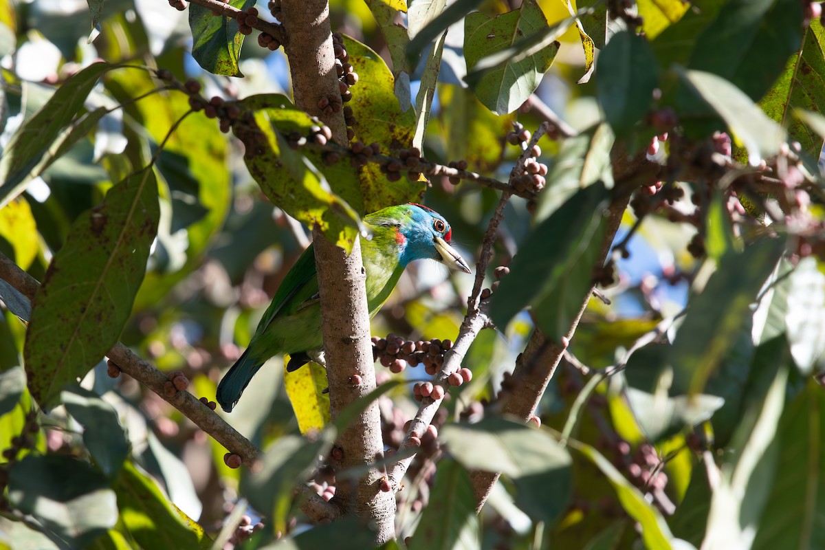 Blauwangen-Bartvogel - ML645546016