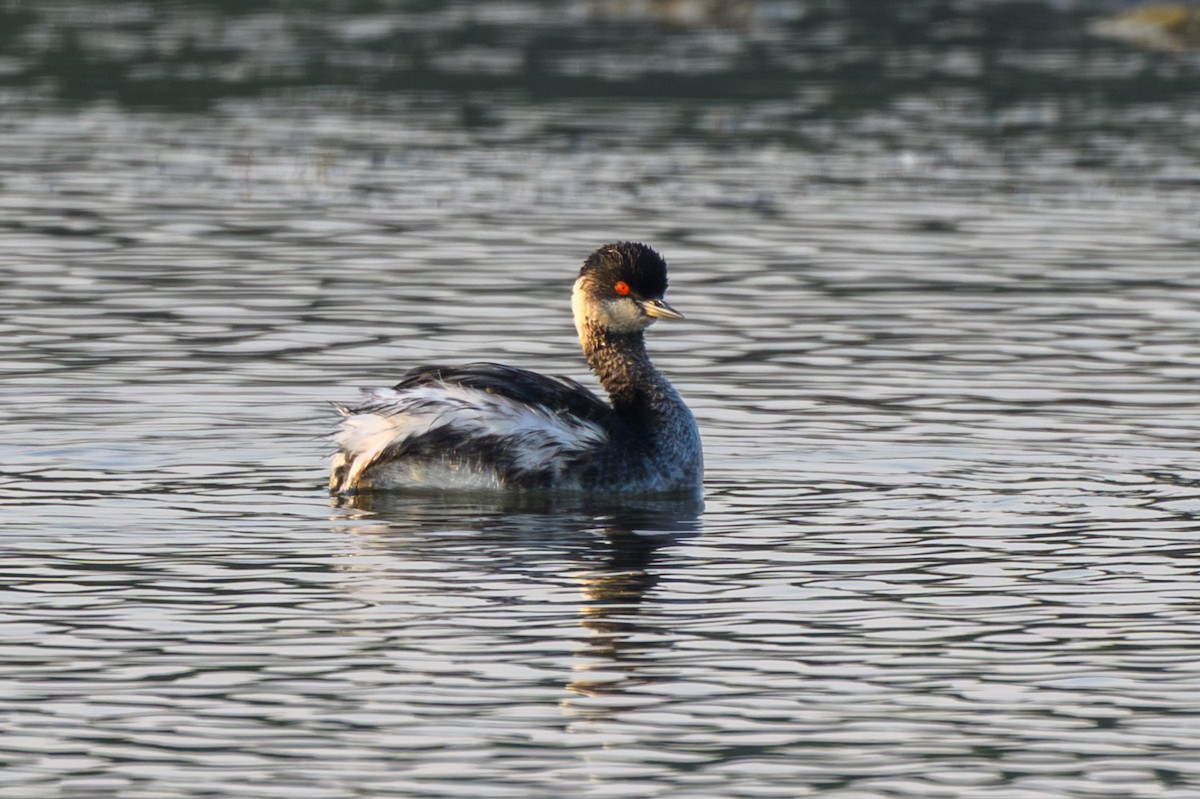 Черношейная поганка - ML645546020