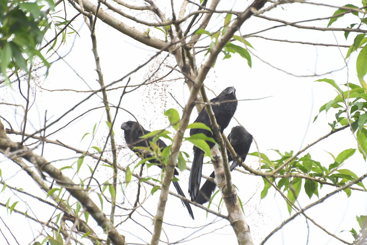Ані товстодзьобий - ML645546023