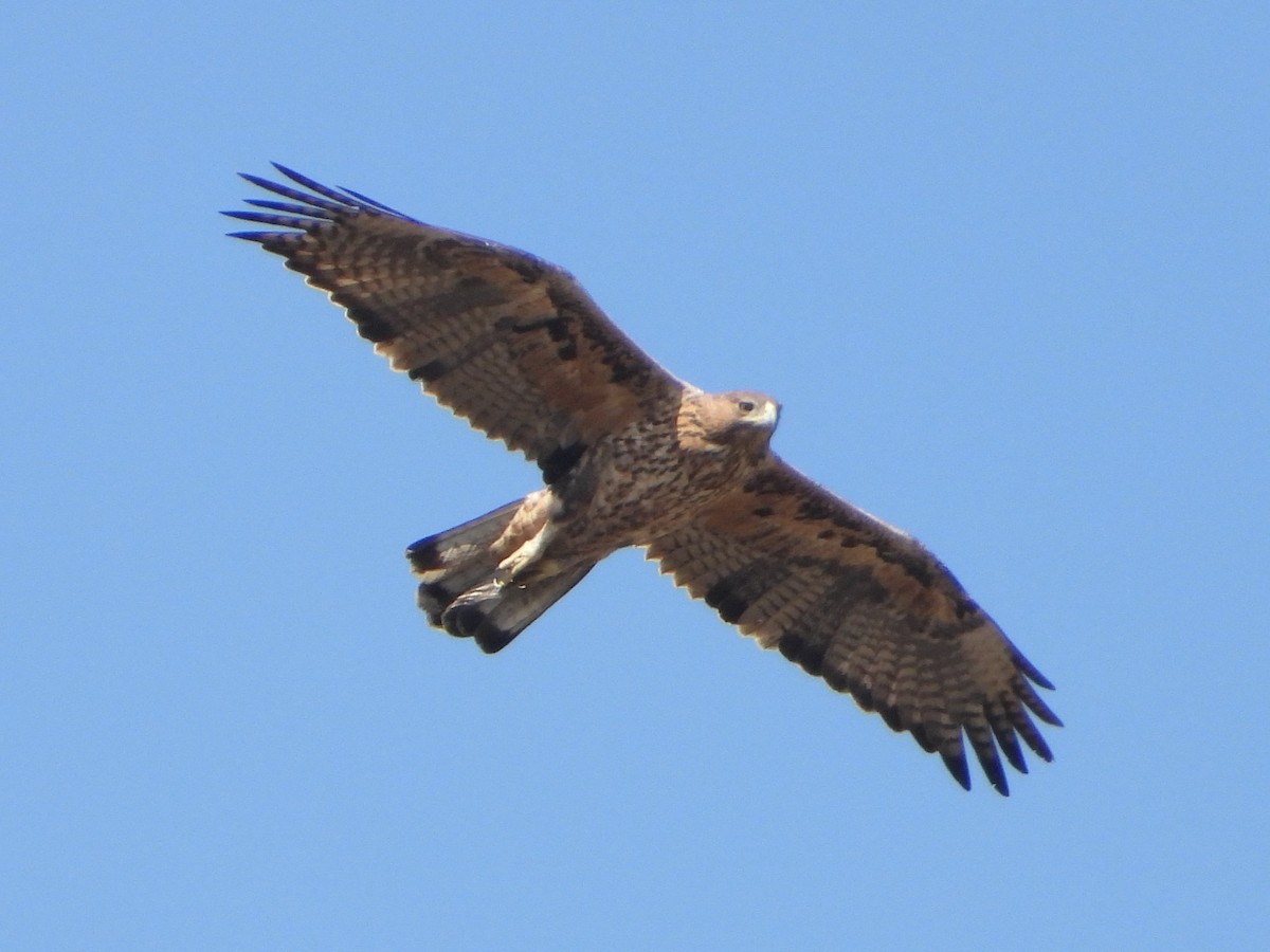 Bonelli's Eagle - ML645546029