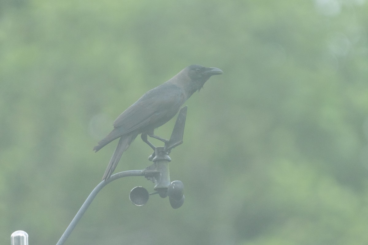 Ворона індійська - ML645546035