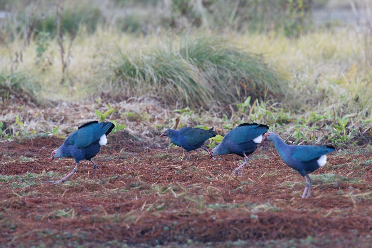 Graukopf-Purpurhuhn - ML645546036