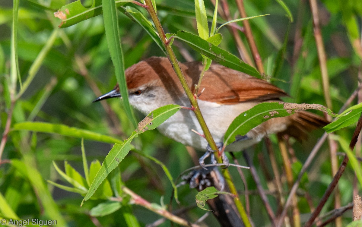 Yellow-chinned Spinetail - ML645546042
