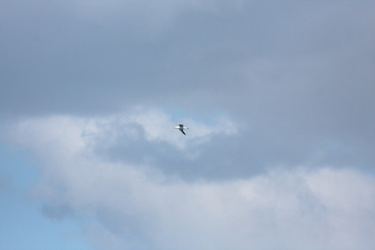 Avustralya Sümsüğü - ML645546043