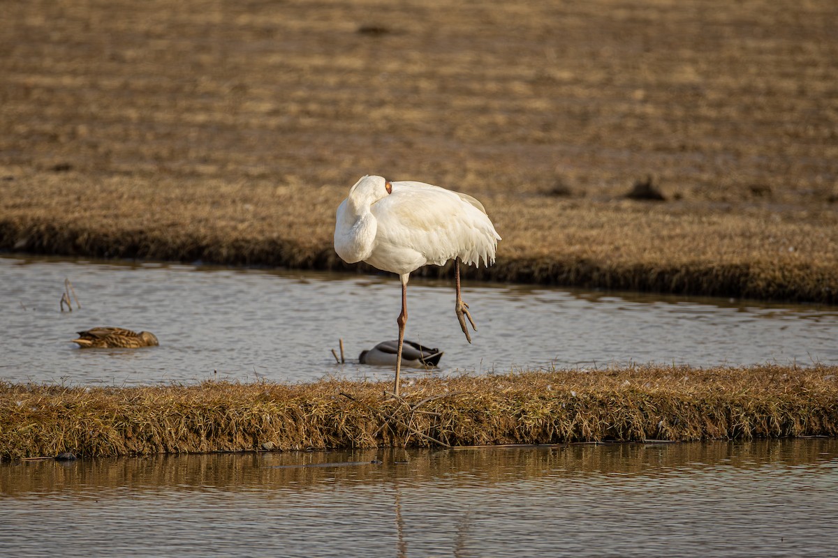 ソデグロヅル - ML645546051