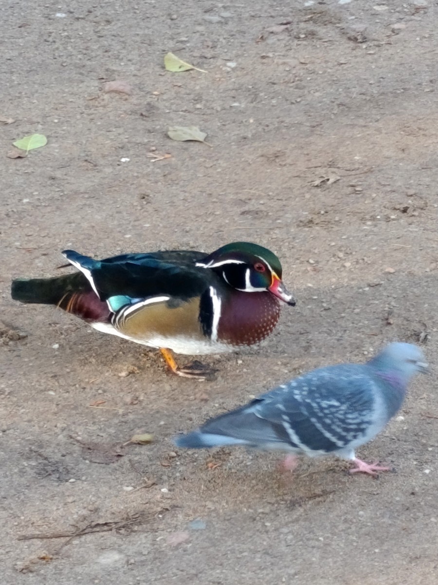 Wood Duck - ML645546072