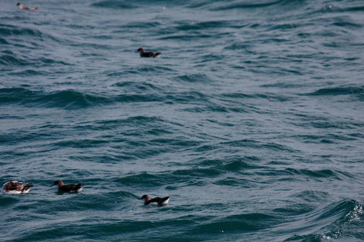 Gabai hegal-arina - ML645546074