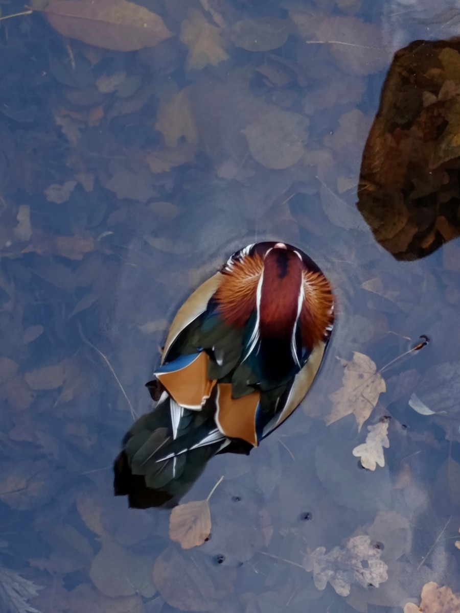 Mandarin Duck - ML645546076
