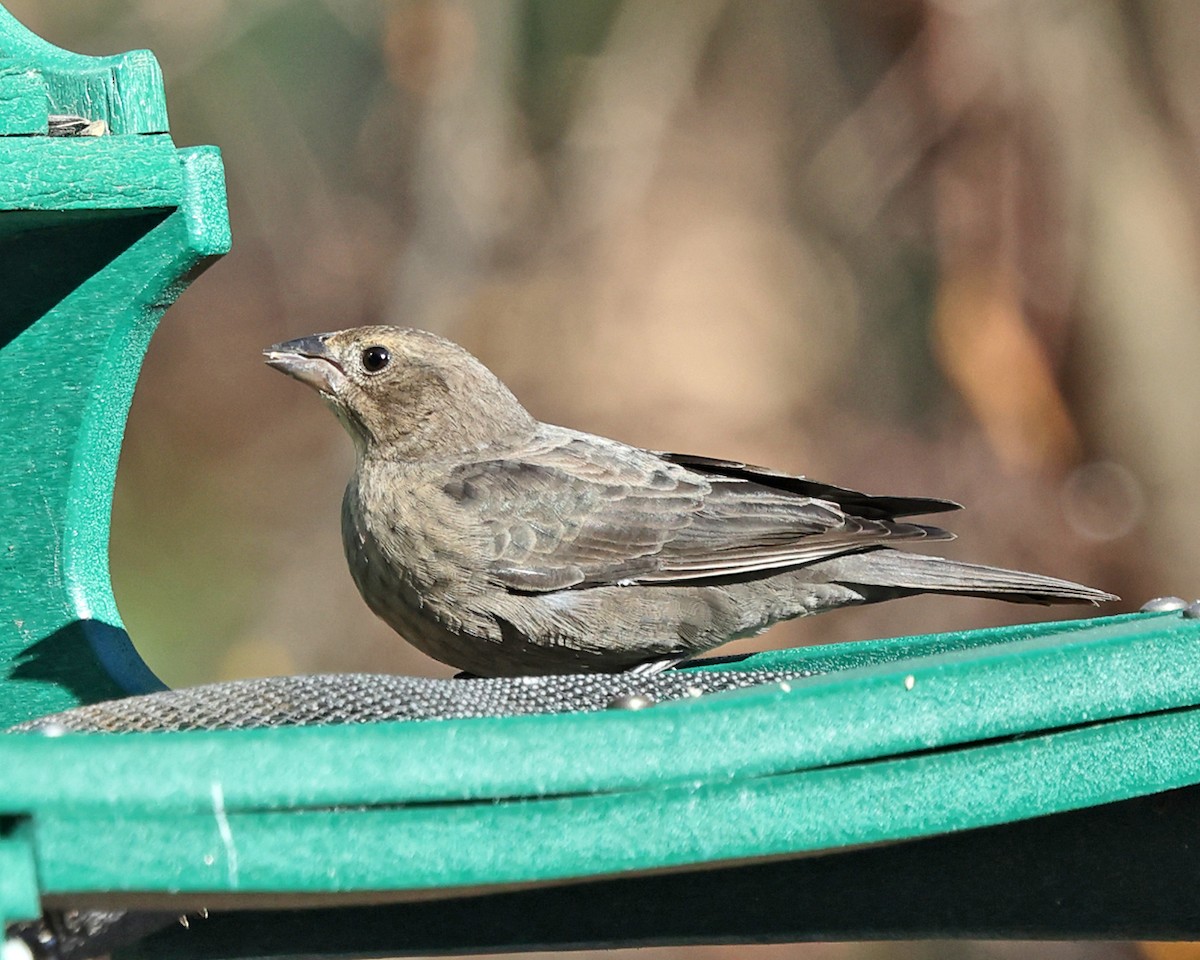 Brown-headed Cowbird - ML645546077