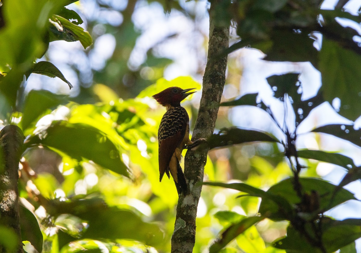 Pic à tête rousse - ML645546080