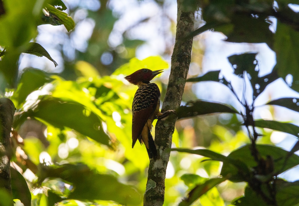 Pic à tête rousse - ML645546081