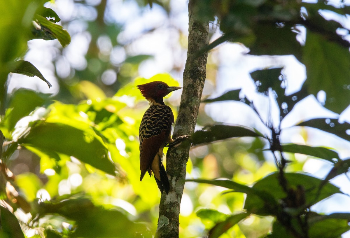 Pic à tête rousse - ML645546082