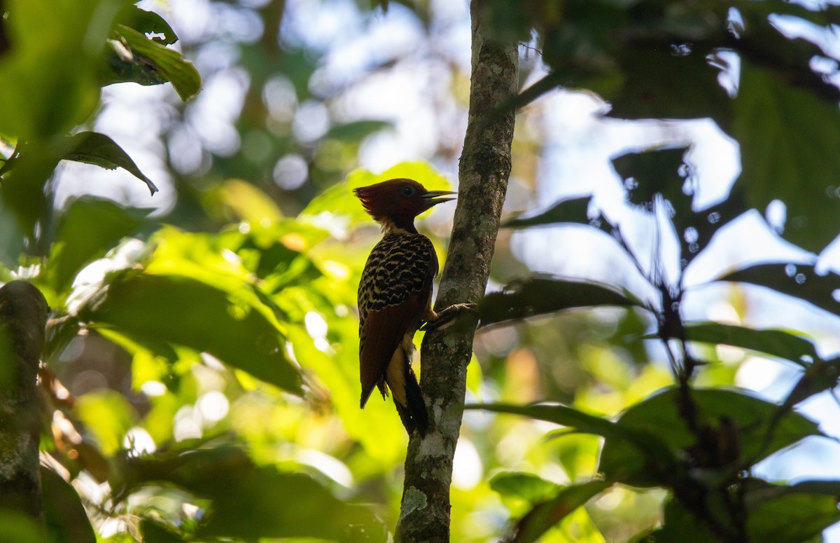 Pic à tête rousse - ML645546083