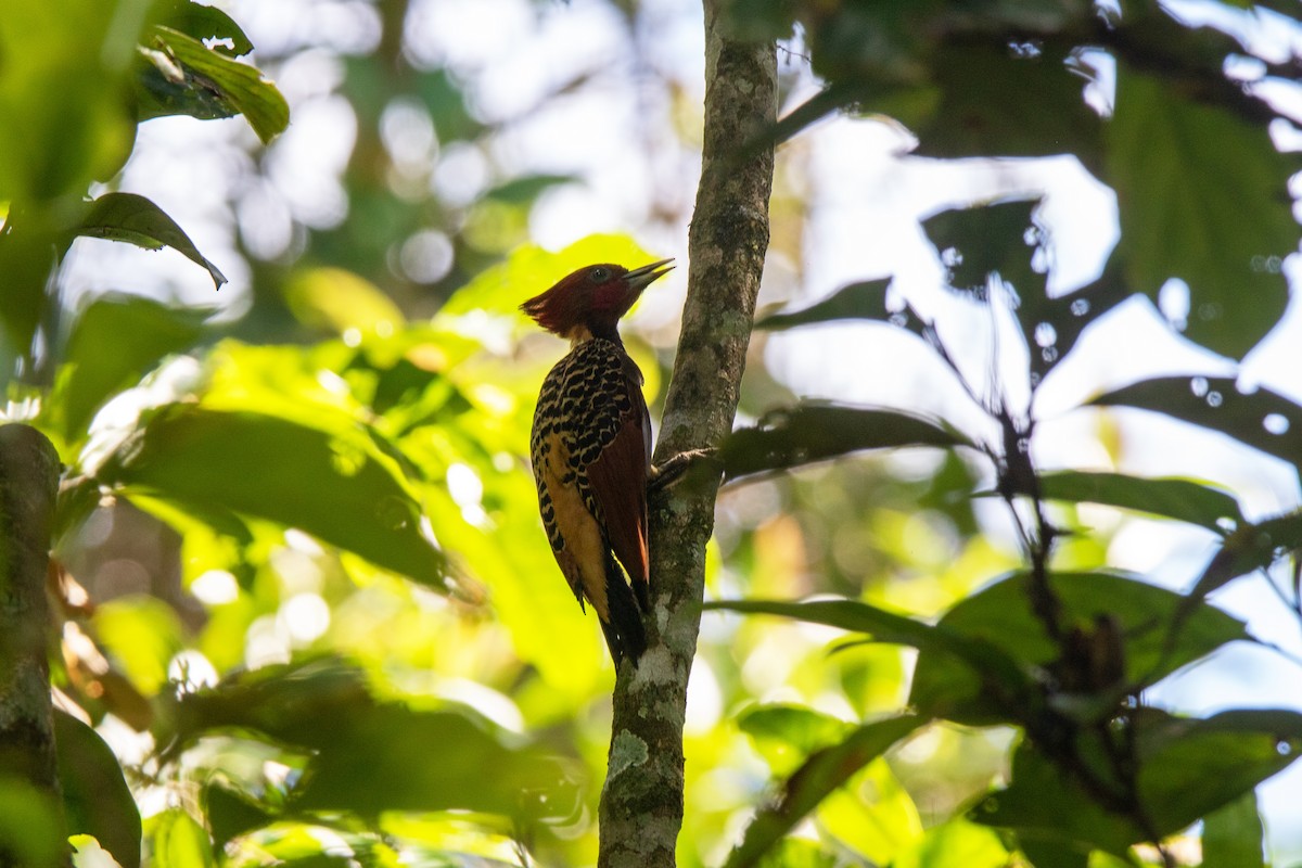 Pic à tête rousse - ML645546084
