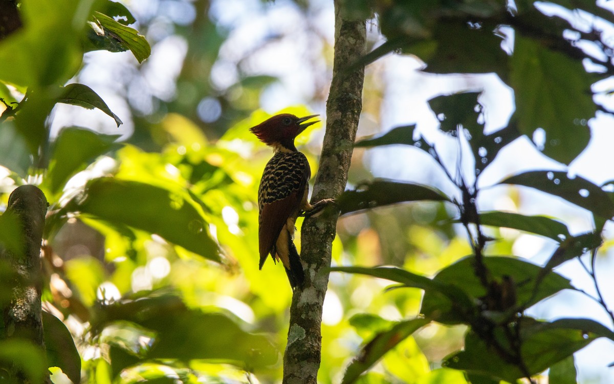 Pic à tête rousse - ML645546085