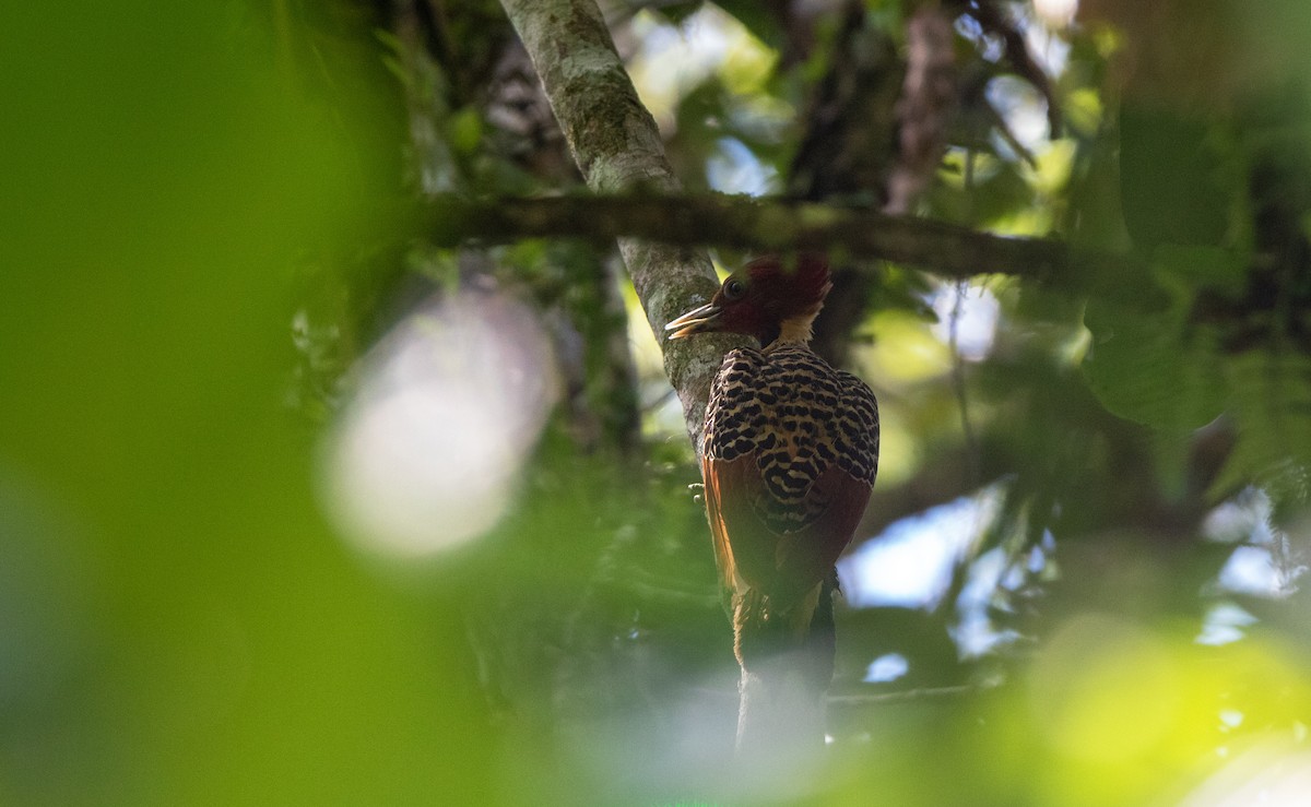 Pic à tête rousse - ML645546087