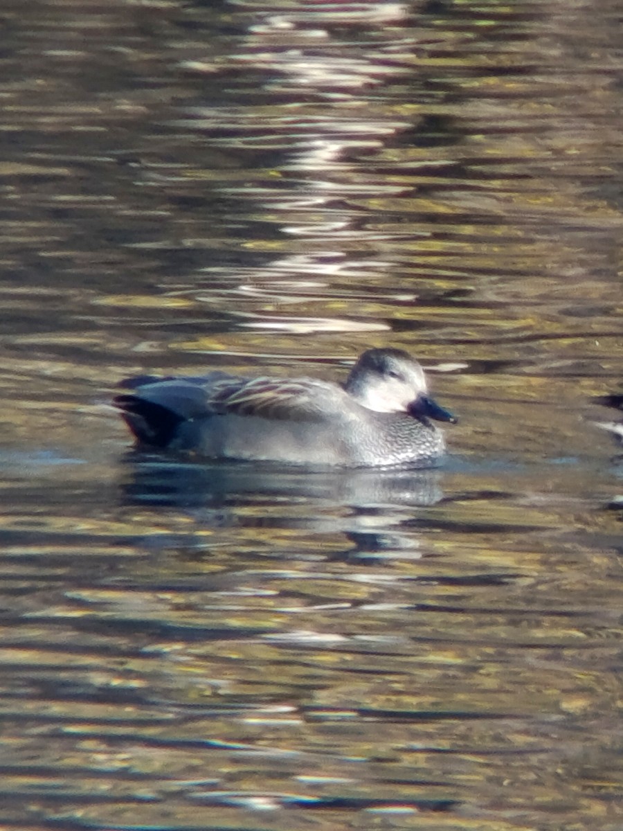 Gadwall - ML645546089