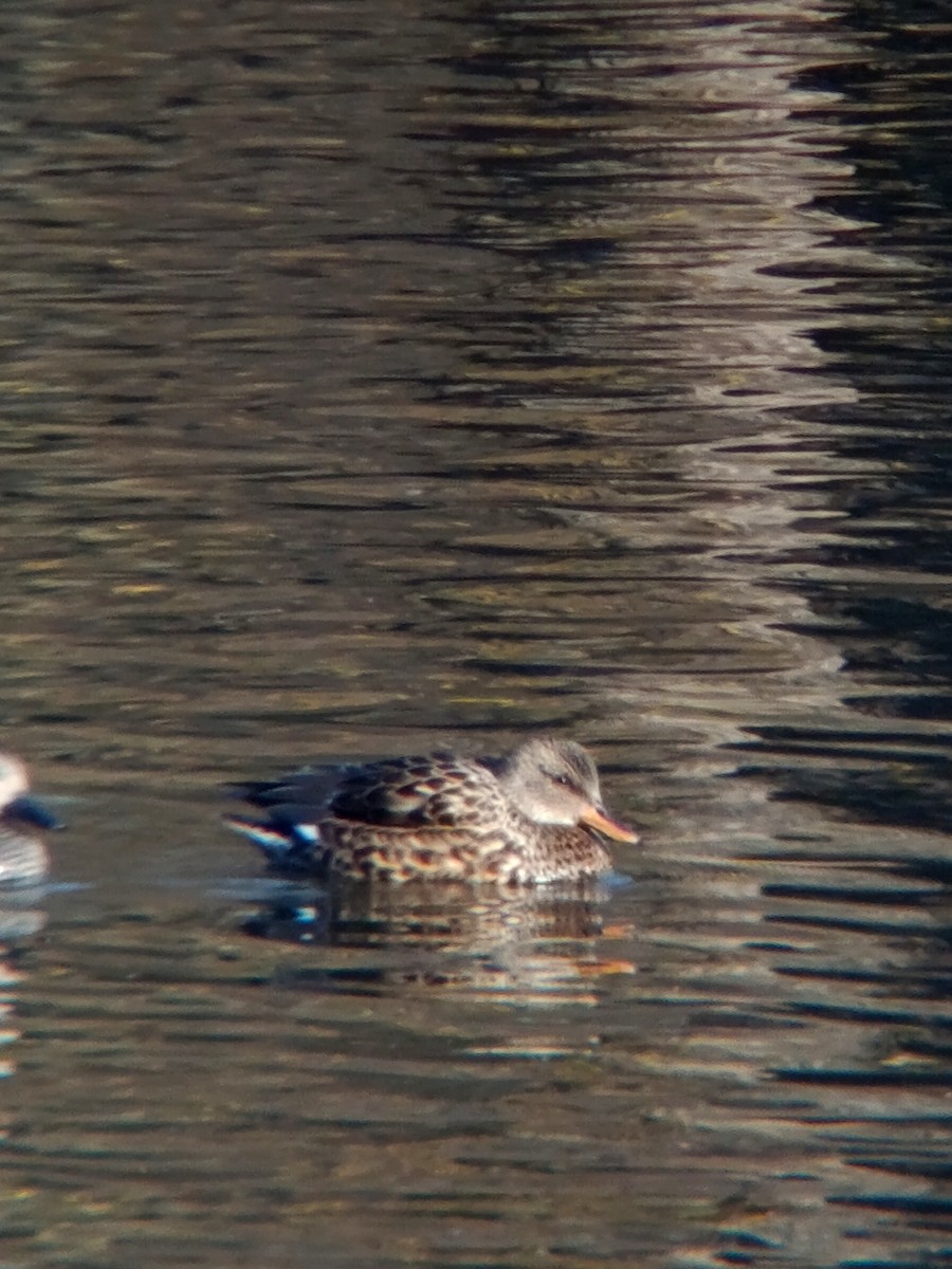 Gadwall - ML645546090