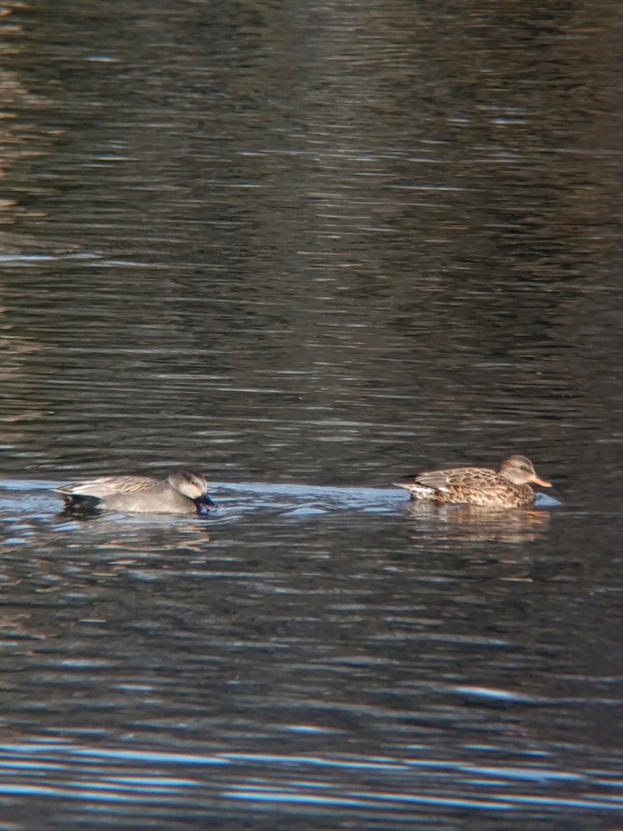Gadwall - ML645546091