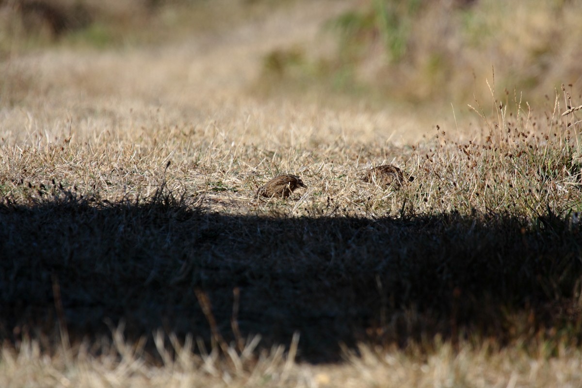 Brown Quail - ML645546107
