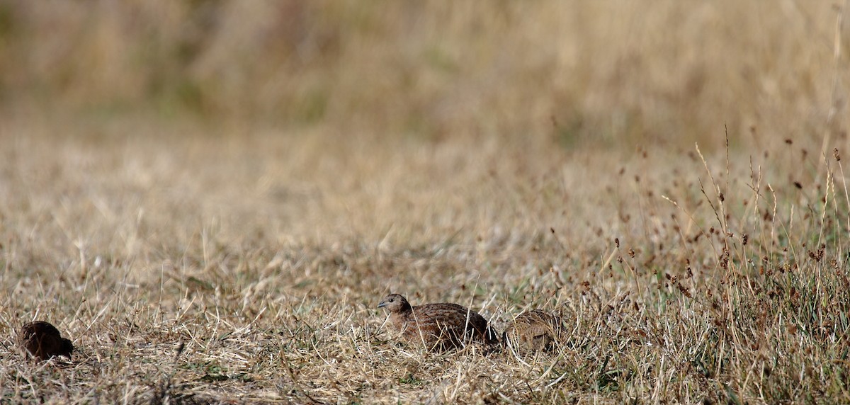 Brown Quail - ML645546108