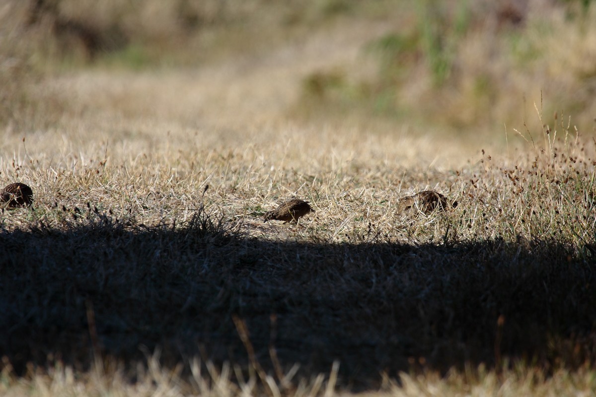Brown Quail - ML645546109