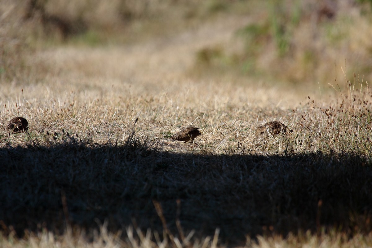 Brown Quail - ML645546110