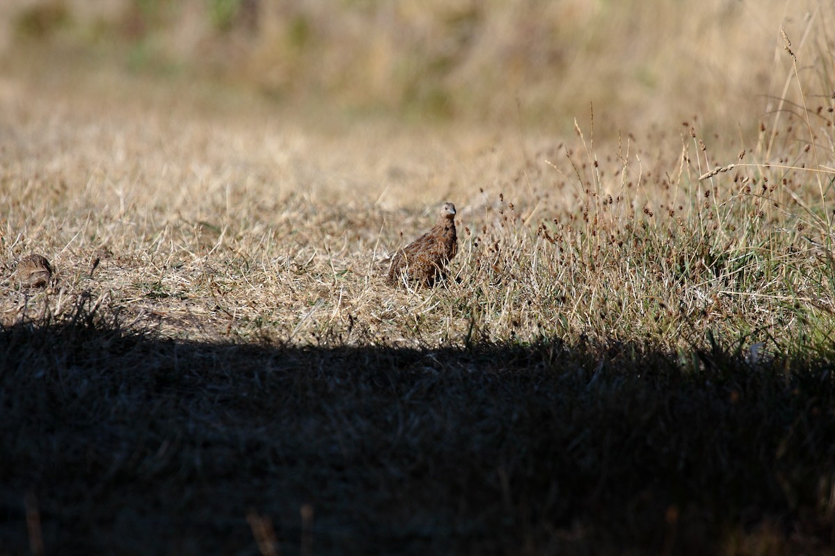 Brown Quail - ML645546111