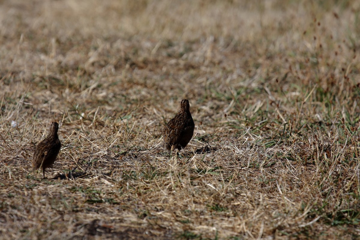 Brown Quail - ML645546112