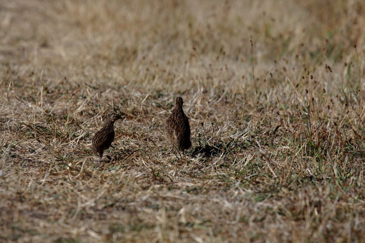 Brown Quail - ML645546113