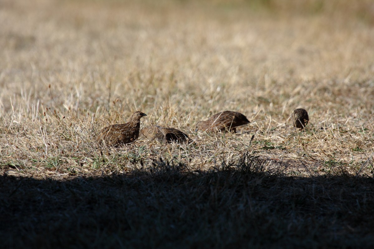 Brown Quail - ML645546114