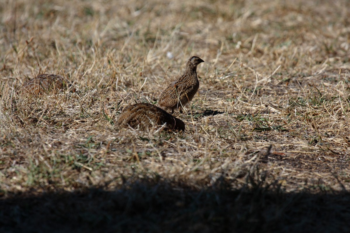 Brown Quail - ML645546115
