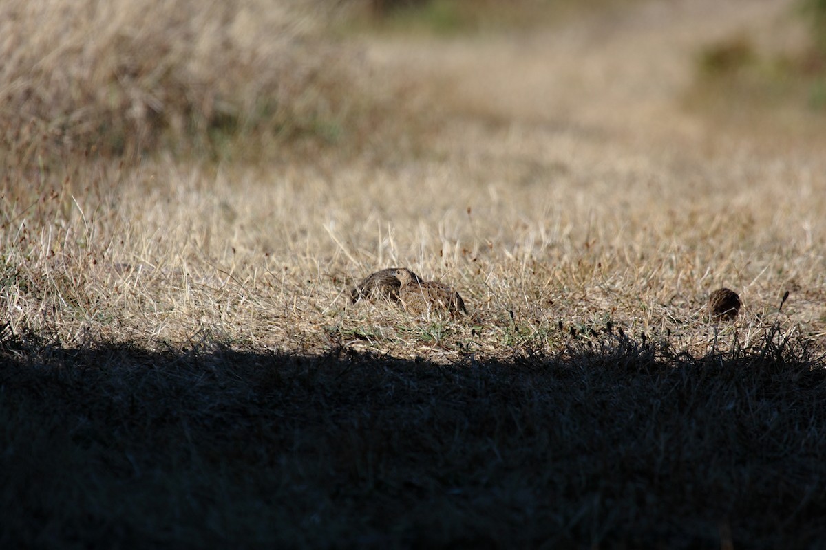Brown Quail - ML645546116