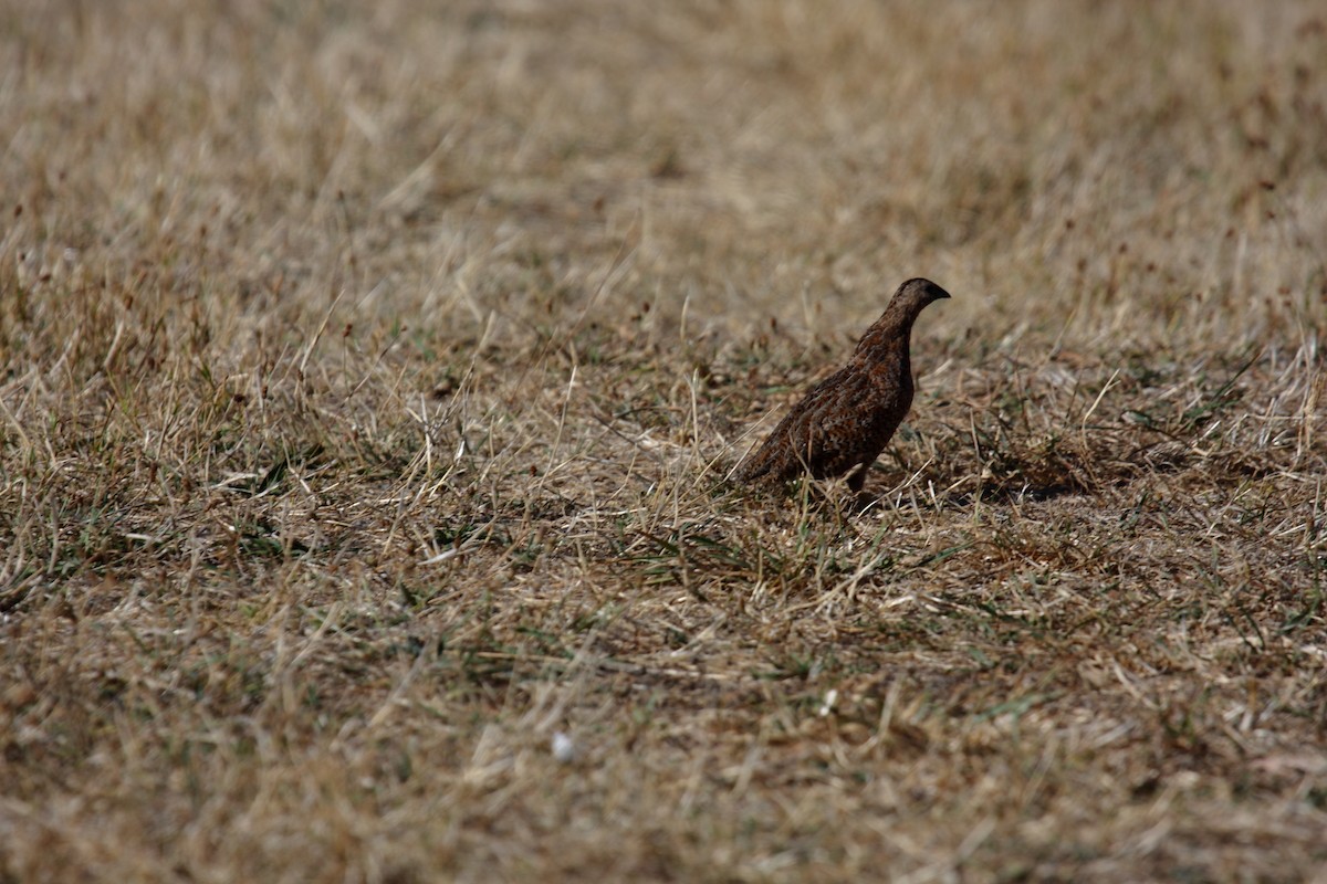 Brown Quail - ML645546117