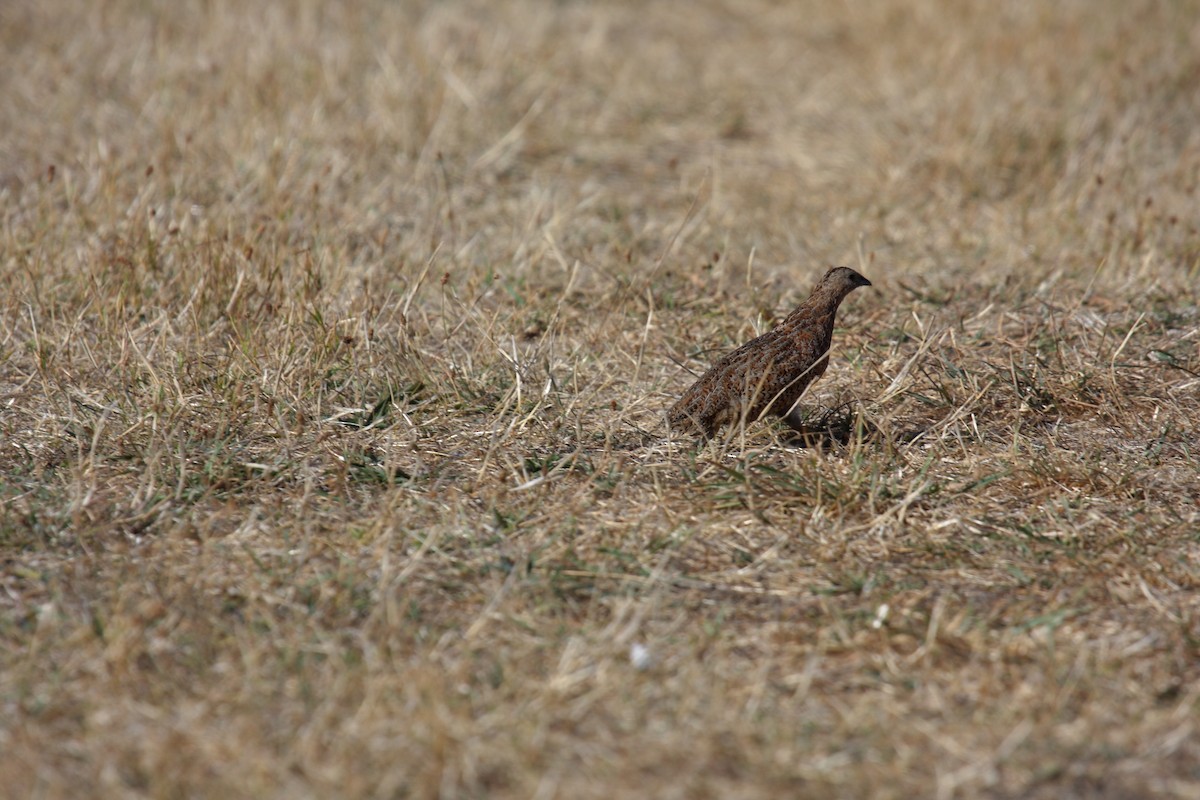 Brown Quail - ML645546118