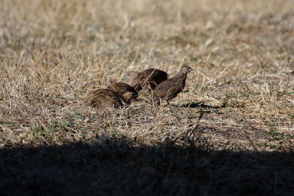 Brown Quail - ML645546119