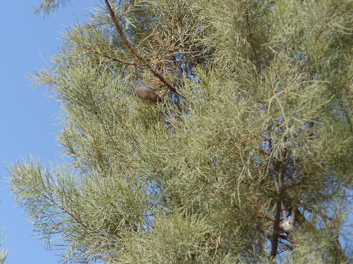 チャバラムシクイ - ML645546126