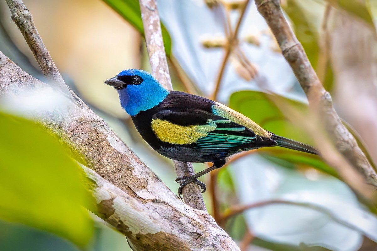 Blue-necked Tanager - ML645546133